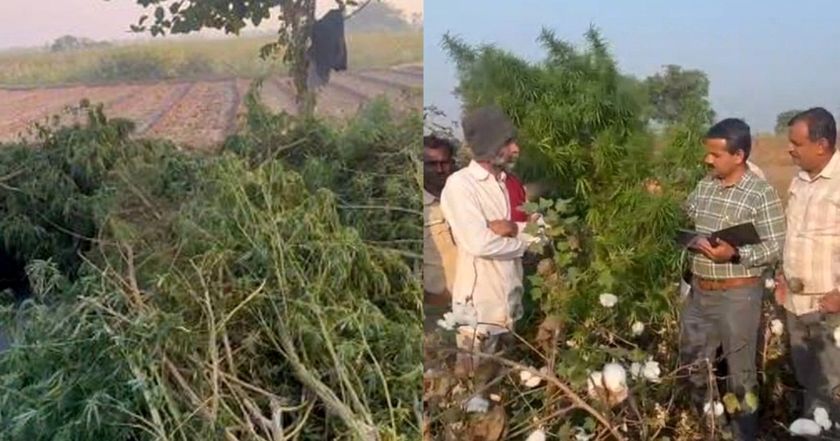 સાયલા: કપાસની આડમાં ગાંજાનું વાવેતર, SOGએ પોણાત્રણ કરોડનો મુદ્દામાલ જપ્ત કર્યો