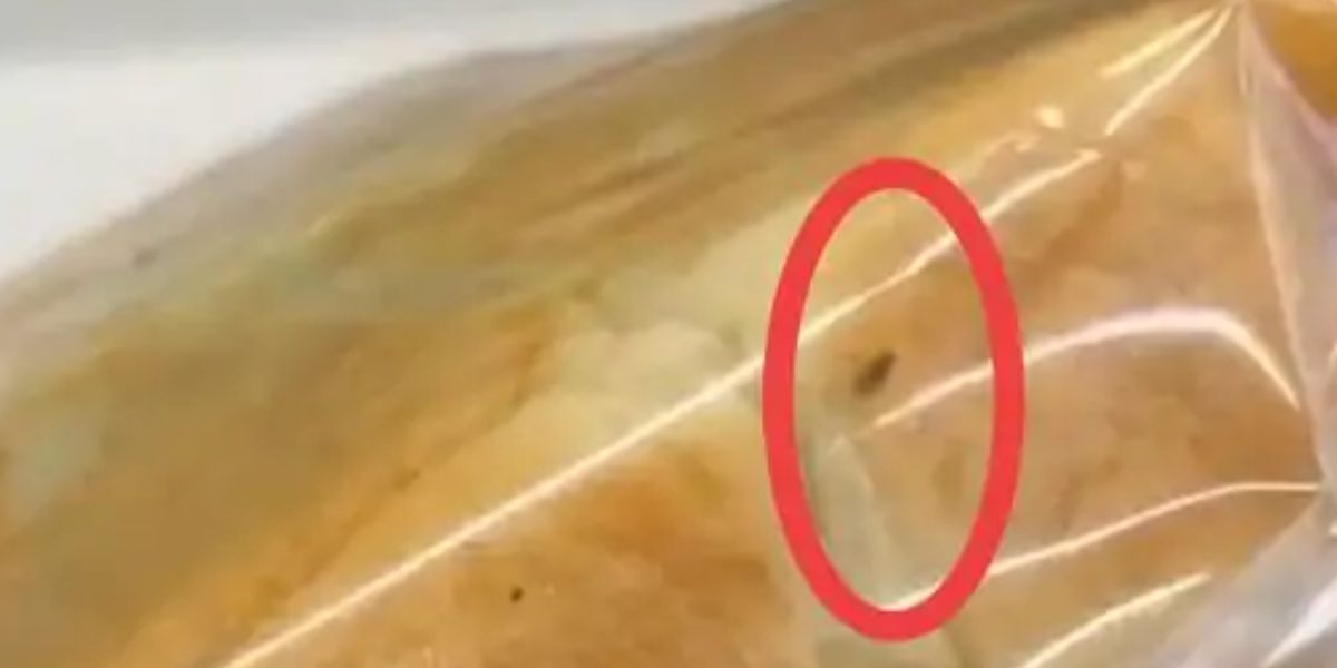 ગાંધીનગર: સરગાસણમાં રાધે સ્વીટ્સની પાઉંમાં જીવાત!, ગ્રાહકે ફરિયાદ કરતા વેપારીએ ભૂલ સ્વીકારી