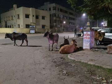 નડિયાદમાં માતાજીના વરઘોડા વચ્ચે આખલા યુદ્ધ, યુવકને 9 ફૂટ ઊંચો ફંગોળ્યો