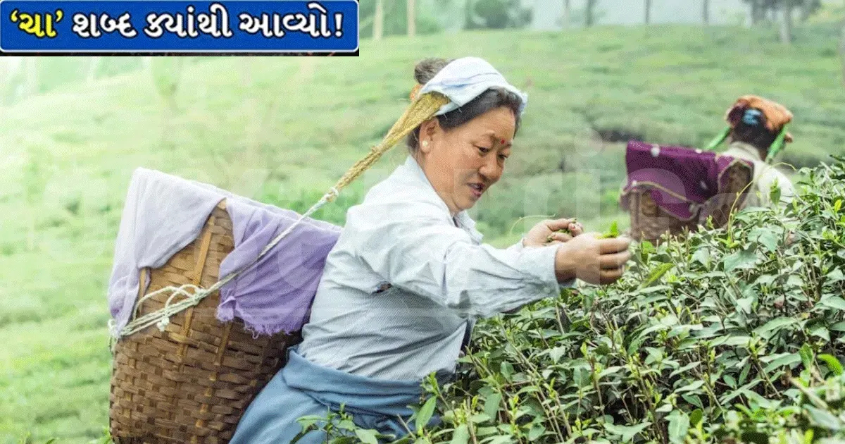 શું 'ચા' ખરેખર ગુજરાતી શબ્દ છે? જાણો ગુજરાતીઓનું ફેવરિટ પીણું અસલમાં ક્યાંથી આવ્યું!