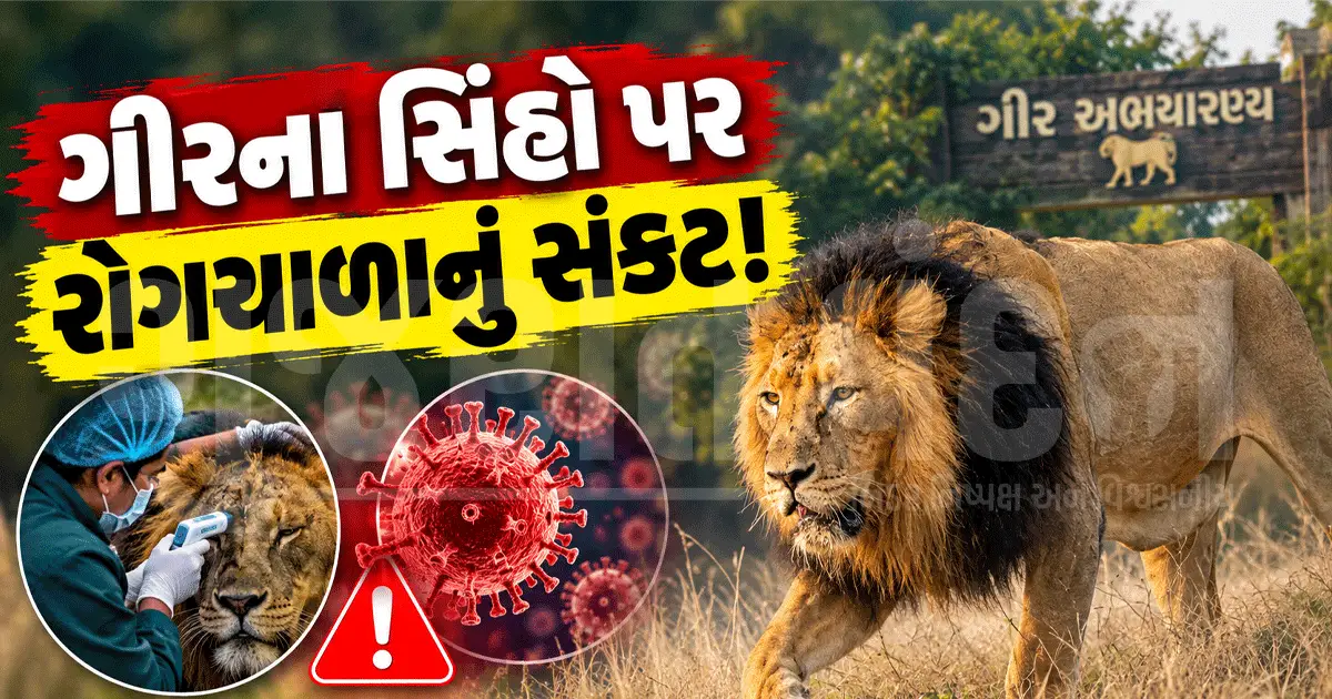 ગીરના સિંહો પર રોગચાળાનો ખતરો! એક વર્ષમાં બીમારીથી 62 સિંહનાં મોત