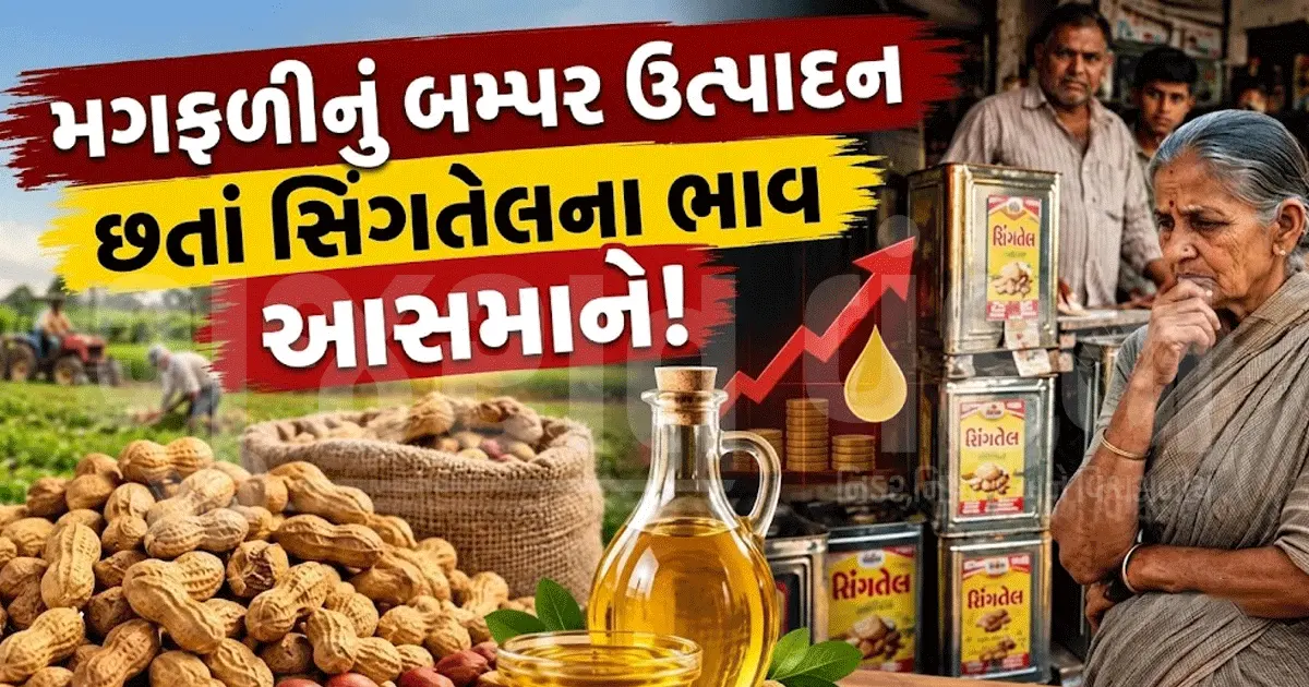 મોંઘવારીનો વધુ એક માર! સિંગતેલનો ડબ્બો ₹3000 પાર, મગફળીનું વાવેતર વધ્યું છતાં ભાવ કેમ વધ્યો?