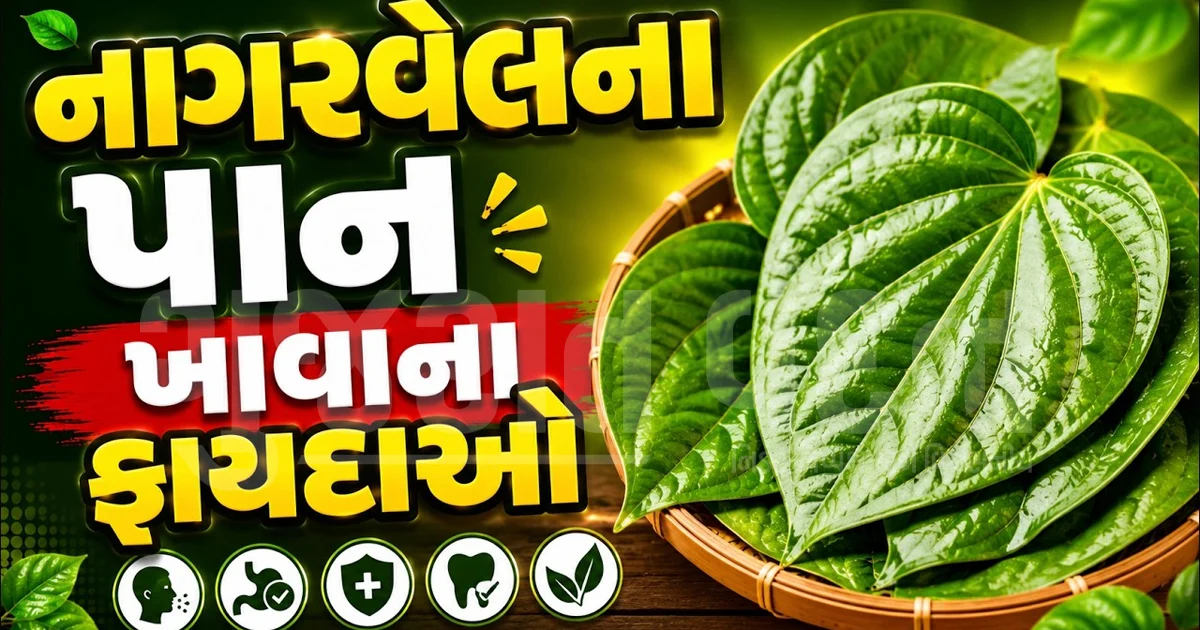 બદલાતી ઋતુમાં સંજીવની સમાન નાગરવેલનું પાન, શરદી-ઉધરસથી લઈને સાંધાના દુખાવામાં રાહત આપશે 