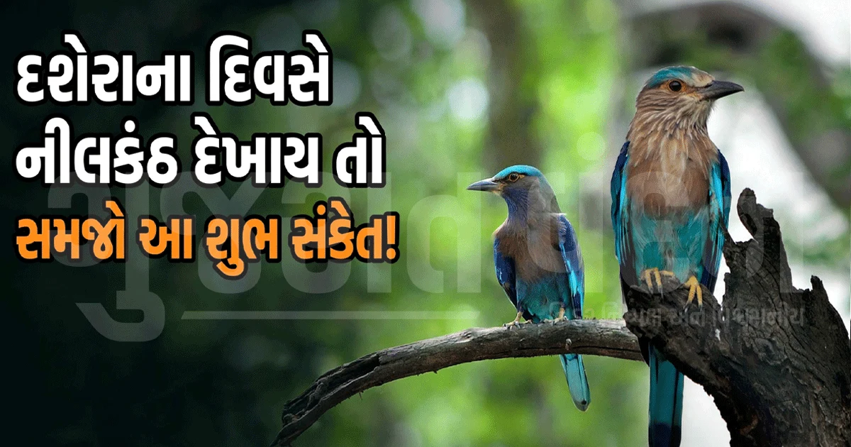 દશેરા પર આ પક્ષીનાં દર્શનથી પલટાઈ શકે છે ભાગ્ય? જાણો શાસ્ત્રો સાથે જોડાયેલી લોકમાન્યતા