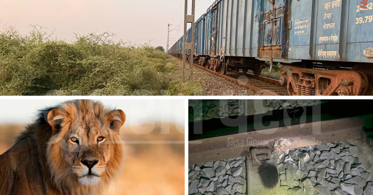 અમરેલીમાં લીલિયા-દામનગર વચ્ચે માલગાડીની ટક્કરથી સિંહ ઘાયલ, પૂંછડી કપાઈ જતાં વન વિભાગનું સર્ચ ઓપરેશન