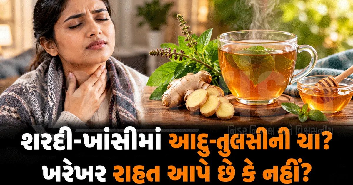 શરદી-ખાંસીમાં આદુ-તુલસીની ચા કેટલી અસરકારક? જાણો તેના ફાયદા અને હકીકત
