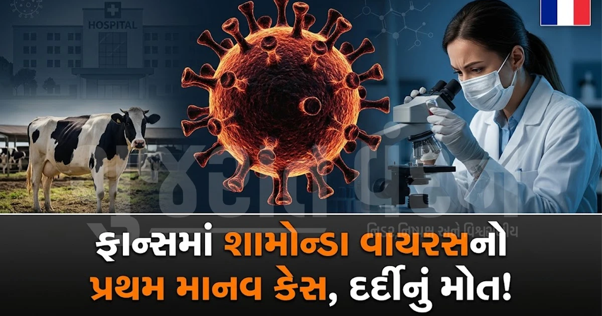 મેડિકલ જગતમાં ખળભળાટ: ફ્રાન્સમાં પશુઓના જીવલેણ 'શામોન્ડા વાયરસ'નો પ્રથમ માનવ કેસ નોંધાયો
